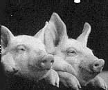 Schweine Schweine